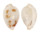 OVULIDAE TESTUDOVOLVA ORIENTIS shell