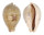 CYPRAEIDAE ERRONEA PYRIFORMIS CARNICOLOR shell