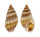 NASSARIIDAE NASSARIUS RETICULATUS shell