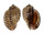 HARPIDAE HARPA ARTICULARIS shell