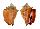 STROMBIDAE STROMBUS PUGILIS shell