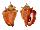 STROMBIDAE STROMBUS PUGILIS shell