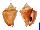 STROMBIDAE STROMBUS PUGILIS shell