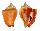STROMBIDAE STROMBUS PUGILIS shell