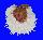 SPONDYLIDAE SPONDYLUS VARIANS shell