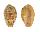 CYPRAEIDAE CYPRAEA BREGERIANA BREGERIANA shell