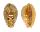 CYPRAEIDAE CYPRAEA BREGERIANA BREGERIANA shell