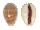 CYPRAEIDAE LYNCINA LEVIATHAN TITAN shell