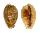 CYPRAEIDAE CYPRAEA BREGERIANA BREGERIANA shell