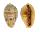 CYPRAEIDAE CYPRAEA BREGERIANA BREGERIANA shell