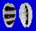CYPRAEIDAE MONETARIA ASELLUS shell