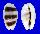 CYPRAEIDAE MONETARIA ASELLUS shell