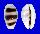 CYPRAEIDAE MONETARIA ASELLUS shell