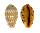 CYPRAEIDAE PALMADUSTA ZICZAC shell
