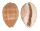 CYPRAEIDAE LYNCINA CARNEOLA CRASSA shell