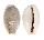 CYPRAEIDAE EROSARIA BOIVINI shell