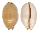 CYPRAEIDAE LURIA ISABELLA ISABELLA shell