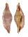 OVULIDAE PHENACOVOLVA BARBIERI shell