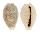 CYPRAEIDAE BLASICRURA DAYRITIANA shell