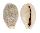 CYPRAEIDAE BLASICRURA DAYRITIANA shell