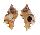 MURICIDAE CHICOMUREX TAGAROAE shell