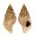 BUCCINIDAE EUTHRIA PONSONBYI shell