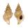 BUCCINIDAE EUTHRIA PONSONBYI shell