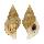 BUCCINIDAE EUTHRIA PONSONBYI shell