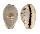 CYPRAEIDAE CYPRAEA GRACILIS MACULA shell