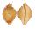 CYPRAEIDAE PUSTULARIA BISTRINOTATA EXCELSIOR shell