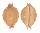 CYPRAEIDAE PUSTULARIA BISTRINOTATA EXCELSIOR shell