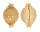CYPRAEIDAE PUSTULARIA BISTRINOTATA EXCELSIOR shell