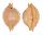 CYPRAEIDAE PUSTULARIA CICERCULA shell