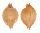 CYPRAEIDAE PUSTULARIA BISTRINOTATA EXCELSIOR shell