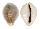 CYPRAEIDAE EROSARIA MILIARIS BONFANTINII shell