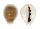 CYPRAEIDAE EROSARIA MILIARIS BONFANTINII shell