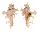 MURICIDAE HOMALOCANTHA ZAMBOI shell