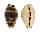 CYPRAEIDAE BISTOLIDA URSELLUS shell