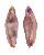 OVULIDAE CRENAVOLVA FORMOSA shell