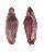 OVULIDAE CRENAVOLVA FORMOSA shell