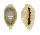 CYPRAEIDAE MONETARIA ANNULUS ROSTRATE shell