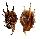 STROMBIDAE LAMBIS VERTRIESTI shell