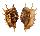 STROMBIDAE LAMBIS VERTRIESTI shell