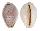 CYPRAEIDAE EROSARIA BOIVINI CUATONI ROSEOCINATA shell