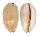 CYPRAEIDAE LURIA ISABELLA LEKALEKANA shell