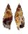 STROMBIDAE STROMBUS DENTATUS shell