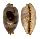 CYPRAEIDAE BISTOLIDA STOLIDA STOLIDA shell