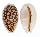 CYPRAEIDAE CYPRAEA CRIBRARIA shell