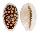 CYPRAEIDAE CYPRAEA CRIBRARIA shell