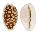 CYPRAEIDAE CYPRAEA CRIBRARIA shell